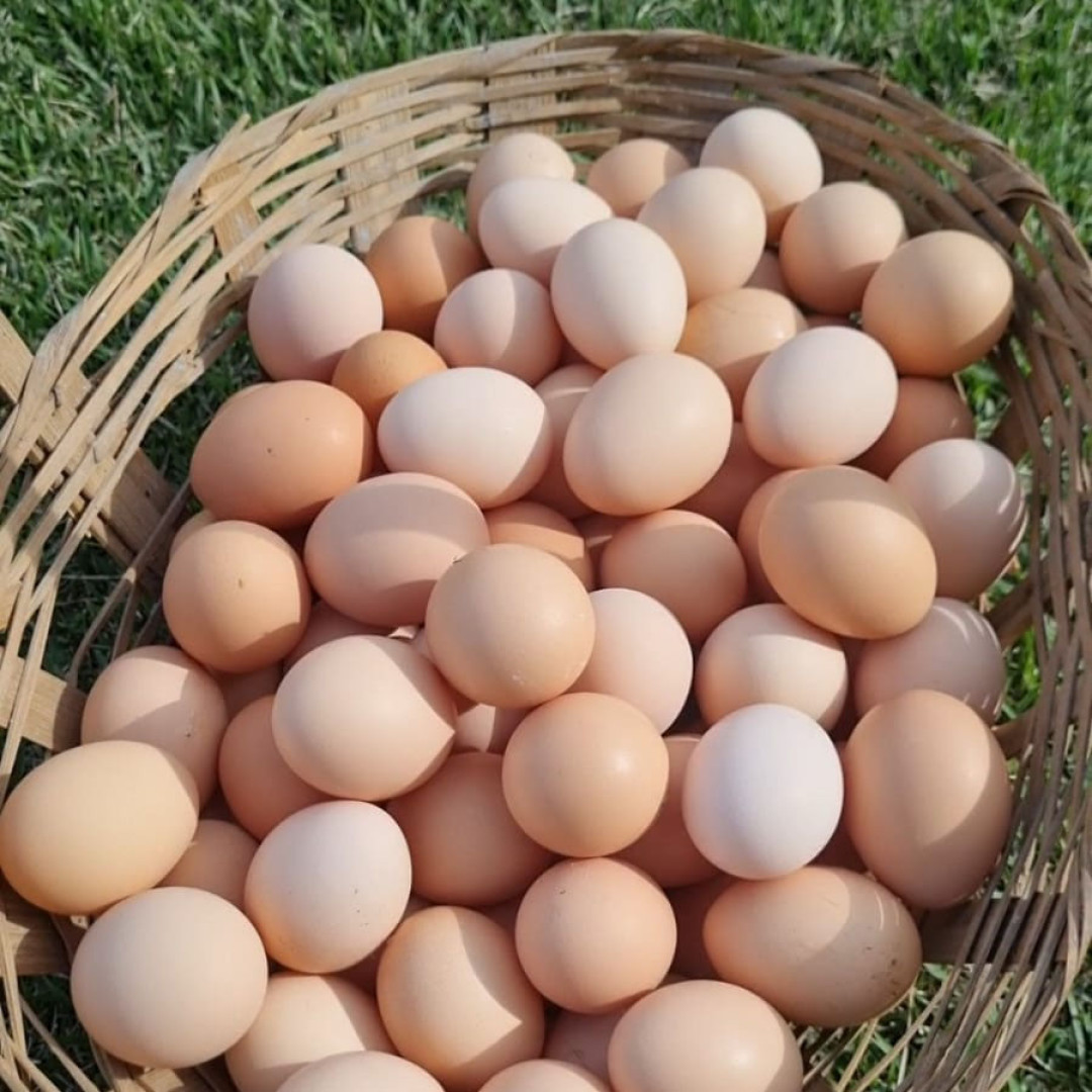 Galinhas caipiras na Granja São Pedro